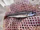Southern Leatherside Chub, photographed in Utah