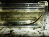 Gulf Pipefish, photographed in Florida
