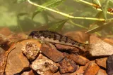 Cumberland Snubnose Darter, photographed in Tennessee