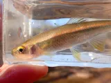Tallapoosa Shiner, photographed in Alabama
