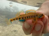 Spangled Darter, photographed in Tennessee