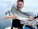 Roosterfish, photographed in Puntarenas