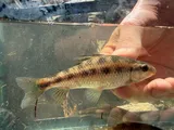 Lake Chubsucker, photographed in North Carolina