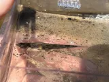 Glassy Darter, photographed in North Carolina