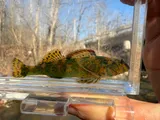 Harlequin Darter, photographed in Tennessee