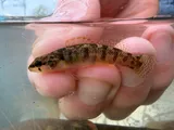 Carolina Fantail Darter, photographed in North Carolina
