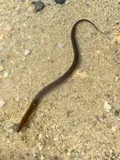 Monopterus javanensis, photographed in Perak