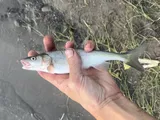 Pahranagut Roundtail Chub, photographed in Colorado