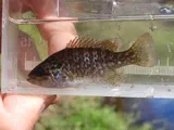 Warmouth, photographed in Florida