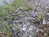 Burbot, photographed in Innlandet