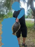 Southern Flounder, photographed in Georgia