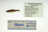 Pugnose Shiner, photographed in Illinois