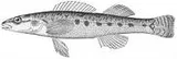 Olive Darter, photographed in Tennessee