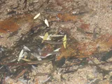 Sonora Chub, photographed in Arizona