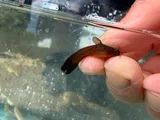 Tadpole Madtom, photographed in Ohio