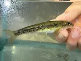 Kanawha Minnow, photographed in Virginia