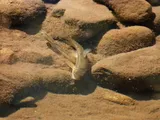 Rio Grande Sucker, photographed in New Mexico