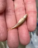 Desert Sucker, photographed in Utah