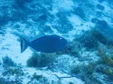Sargassum Triggerfish