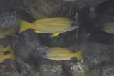 Common Bluestripe Snapper, photographed in Nusa Tenggara Timur