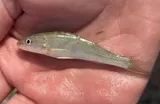 Gulf Kingfish, photographed in Texas