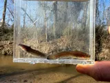 Brown Madtom, photographed in Tennessee