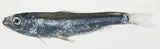 Marquesan Sardinella, photographed in Marquesas Islands
