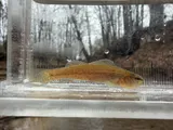 Goldstripe Darter, photographed in Mississippi