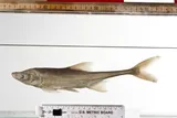 Bonytail Chub, photographed in New Mexico