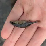 Brook Stickleback, photographed in New York