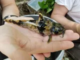 Piebald Madtom, photographed in Tennessee