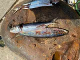Round Sardinella, photographed in Yalova