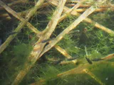 Desert Pupfish, photographed in California