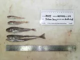 Arctic Cod
