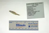 Ghost Shiner, photographed in Illinois