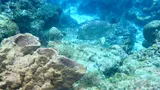 Honeycomb Cowfish, photographed in Quintana Roo