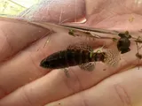 Banded Pygmy Sunfish, photographed in Mississippi