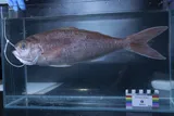 Lavender Snapper, photographed in Hawaii