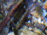 Rio Grande Darter, photographed in Texas