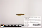 Coastal Shiner, photographed in North Carolina