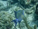 Queen Triggerfish, photographed in West Bay