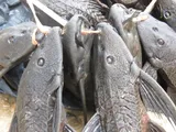 Amazon Sailfin Catfish, photographed in Amazonas