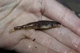 Waccamaw Darter, photographed in North Carolina