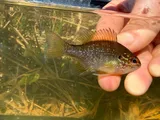 Dollar Sunfish, photographed in North Carolina