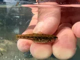 Least Darter, photographed in Ohio