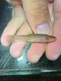 Spring Cavefish, photographed in Tennessee