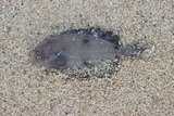 Fourspot Flounder, photographed in Massachusetts