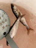 Chinook Salmon, photographed in Alaska