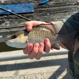 Gray Snapper, photographed in Florida