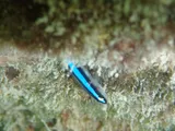 Neon Goby, photographed in Florida